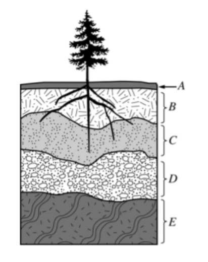 <p><span>Which of the lettered choices in the soil profile above represents the region with the greatest concentration of organic material?</span></p><p></p><p><span>A) A</span></p><p><span>B) B</span></p><p><span>C) C</span></p><p><span>D) D</span></p><p><span>E) E</span></p>