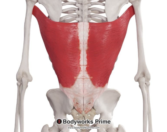 <p>insertion of latissimus dorsi</p>