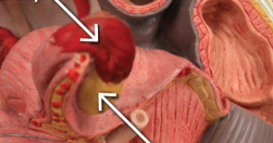 <p>bottom arrow </p>