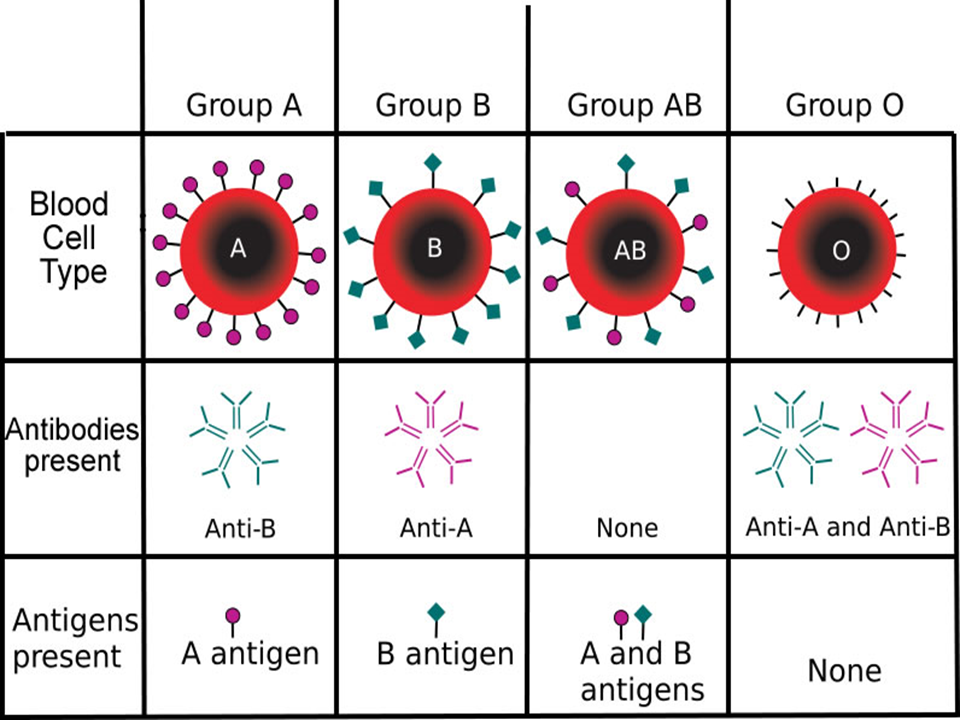 <p>These glycoprotein makers act as antigens. For each antigen there is a corresponding antibody. Ppl do NOT produce the antibody that attack their own antigens on their red blood cells.</p><ul><li><p>A: A maker</p></li><li><p>B: B maker</p><p>AB: Both A and B maker</p></li><li><p>O: None</p></li></ul><p></p><p>Blood type AB does NOT produce any antibodies. </p>