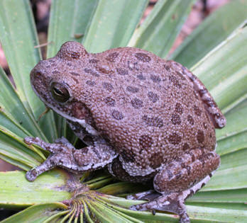 <p>brown or green frog most often with large spots on back, stout-bodied for a treefrog, granular skin</p>