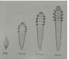 <p>Mites - Deep burrowing </p>