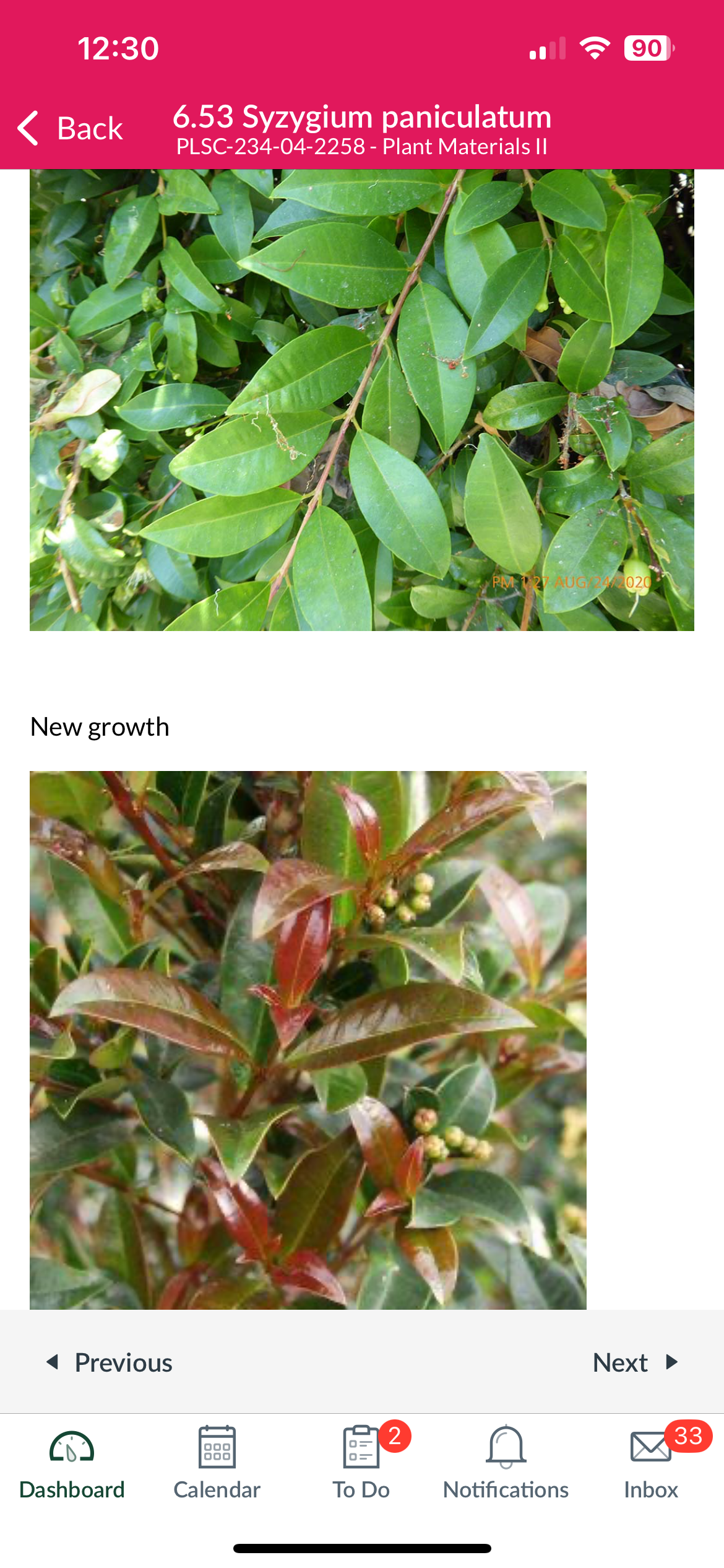 <p>Brush cherry </p>