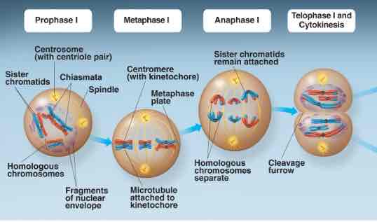 <p>Prohase 1, Metaphase 1, Anaphase 1, Telophase 1 and cytokinesis</p>
