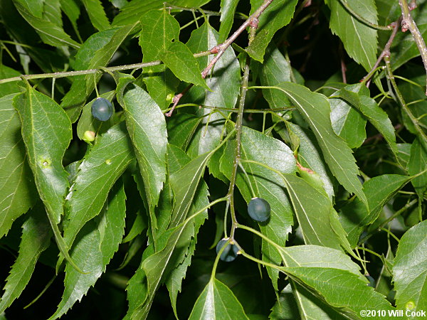<p>Sugarberry</p>