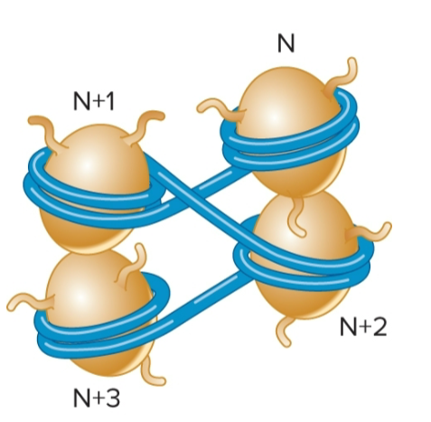 <ul><li><p>proposed model for interactions of nucleosomes</p></li><li><p>linker DNA is relatively straight, and nucleosomes form a zigzag arrangement</p></li><li><p>zigzag arrangement only occurs over short distances, such as 2-4 nucleosomes</p></li><li><p>a former model (30nm fiber model) depicted long-range interactions of nucleosomes to form a fiber; this model is no longer accepted</p></li></ul><p></p>