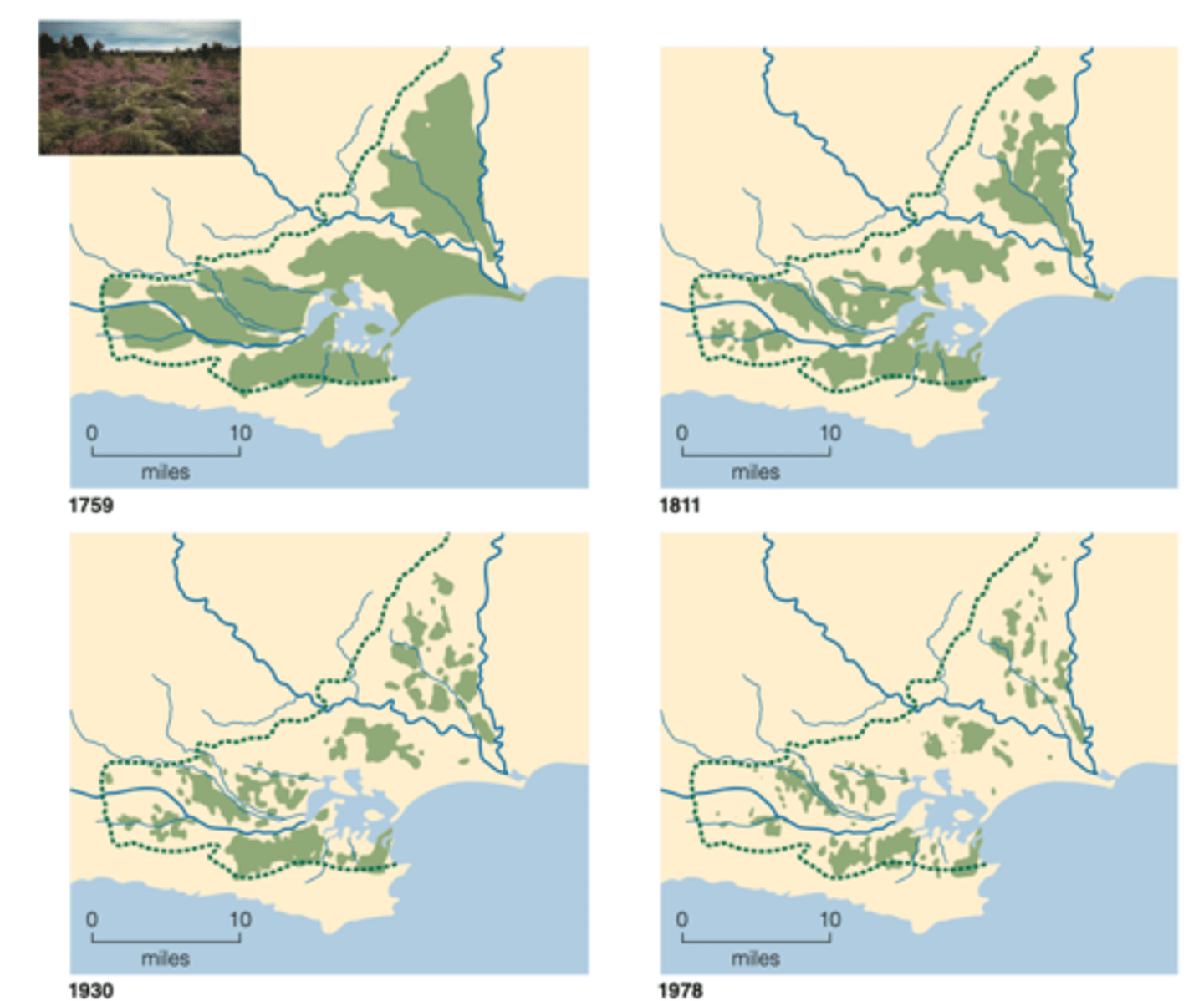 <p>most dominant factors influencing the structure of landscape</p><p>----------------</p><p>EXAMPLE:</p><p>- removal of natural communities (replaced by croplands and pastures)</p><p>- fragmentation of large tracts of land for development</p><p>(timber harvesting)</p>
