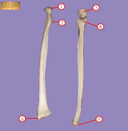 <p><span>Identify bone marking number 4.</span></p>