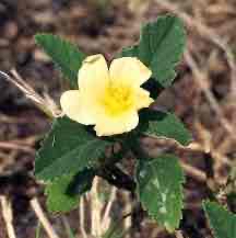 <p>Looks like globe mallow, stings skin</p>