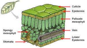 <p>The transparency of the epidermis enables sunlight to reach the chlorophyll-rich cells below, facilitating photosynthesis. Small openings called stomata, regulated by guard cells, allow for gas exchange, balancing CO₂ intake for photosynthesis with water conservation.</p>