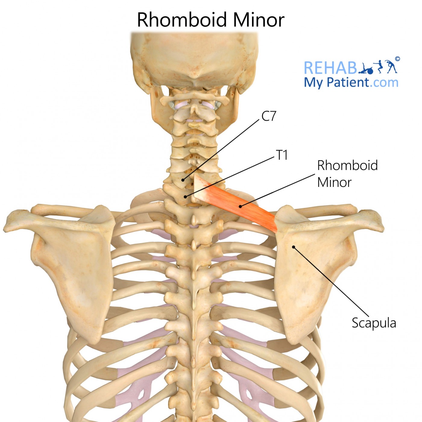 <p>Origin: Spinous processes C7-T1</p><p>Insertion: Medial border of scapula (at root of spine) </p><p>Innervation: Dorsal scapular n. </p>