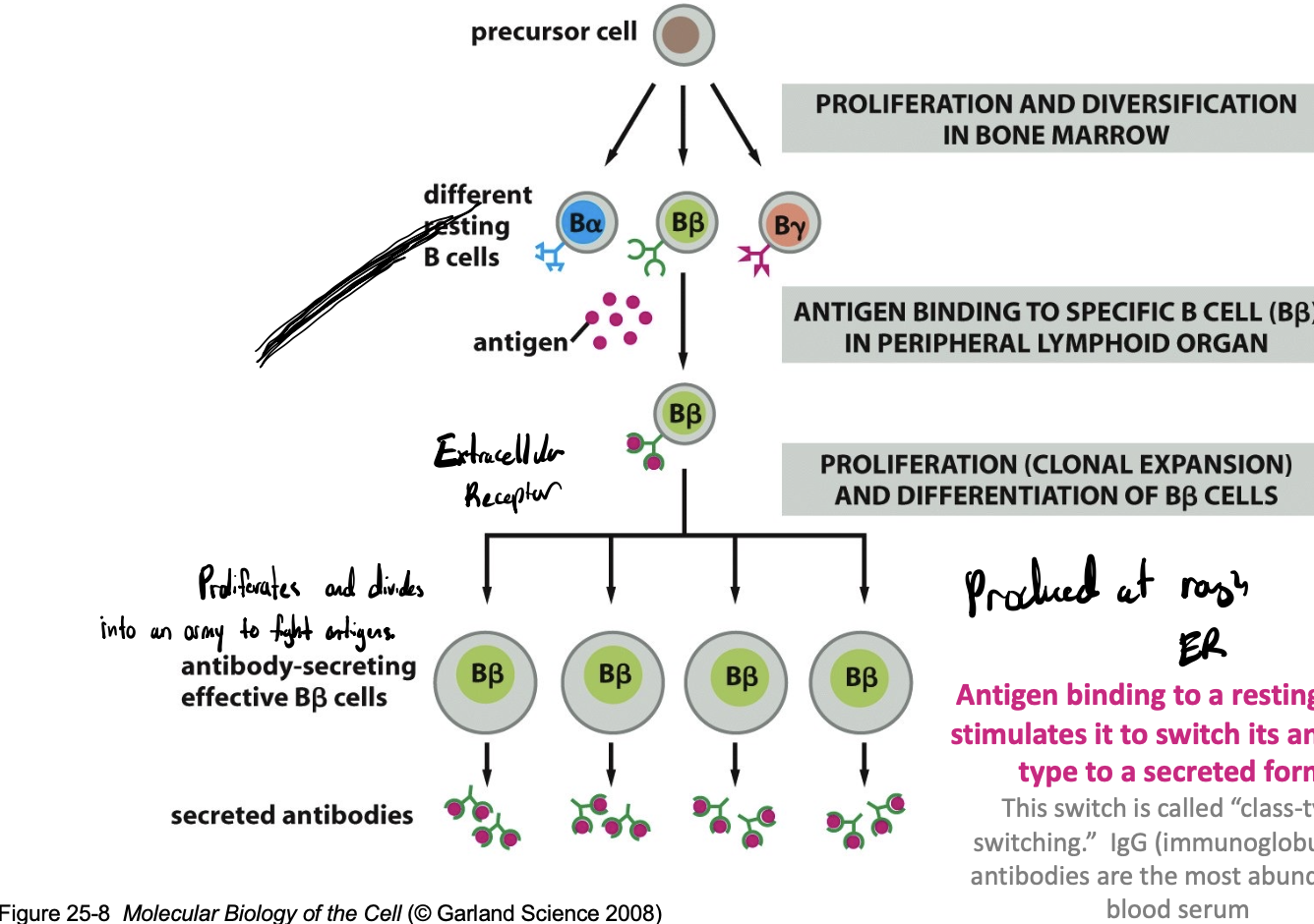 <p>explains how the immune system selectively amplifies the population of lymphocytes (B and T cells) that recognize and respond to a specific antigen, leading to the development of a specific immune response</p><ul><li><p>Every B cell expresses one and only one antibody; B cells are activated to proliferate by binding to an antigen</p></li></ul><ul><li><p>antigen binding to a resting B cell stimulates it to switch its antibody type to a secreted form</p></li></ul><p></p>