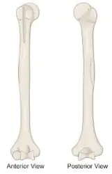 <p>Name the bone</p>