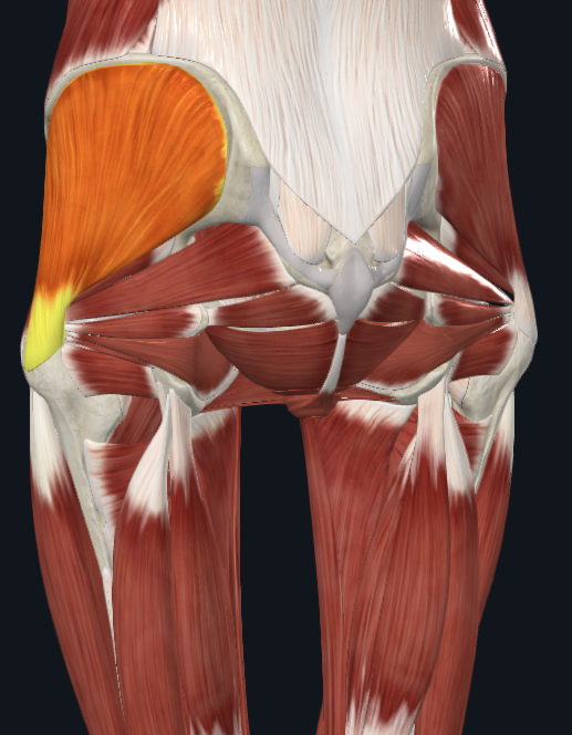 <p>under gluteus maximus</p>