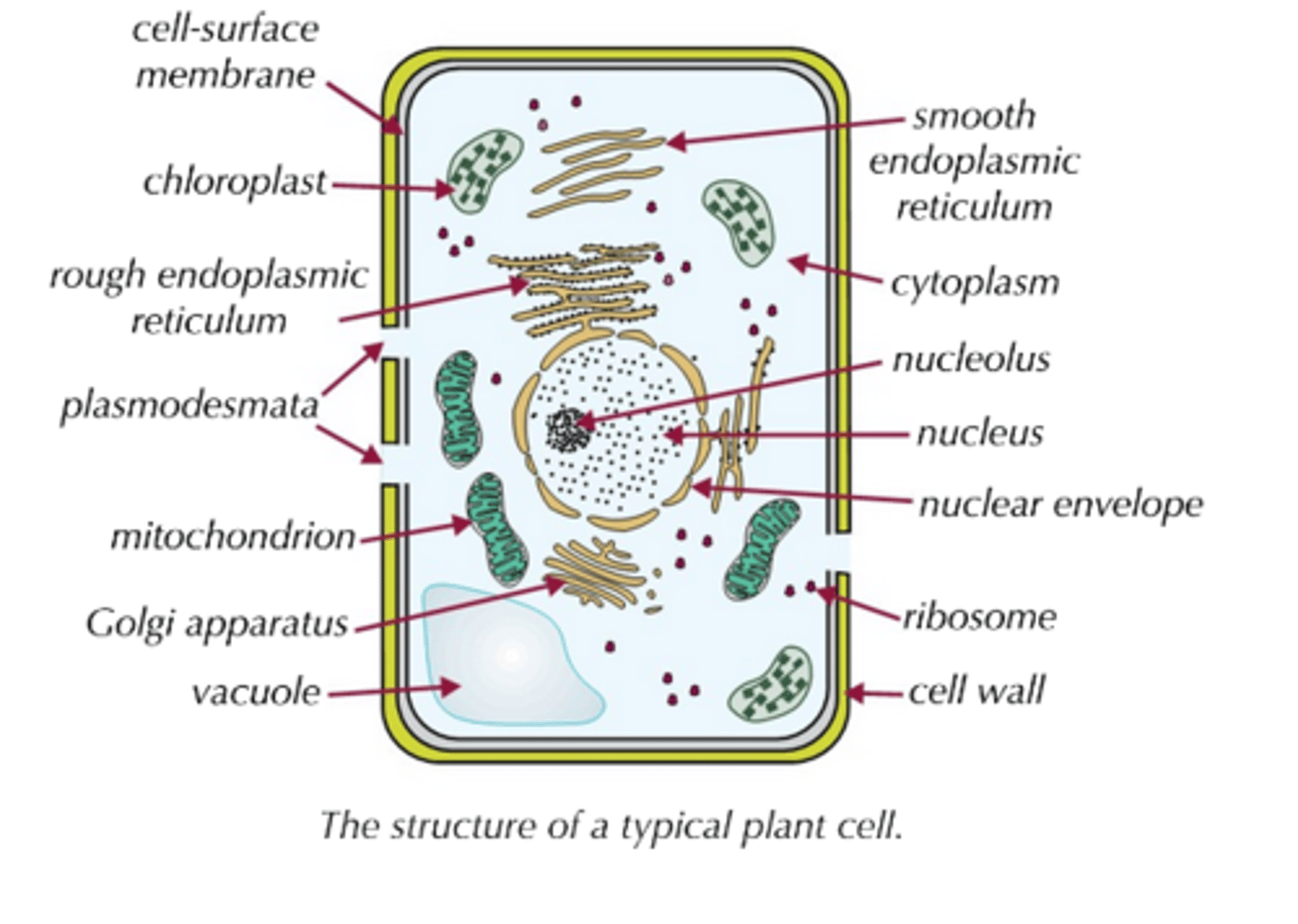 <p>Plant cells have the same organelles as animal cells, but with a few added extras such as:<br>- a cellulose cell wall with plasmodesmata ('channels' for exchanging substances between adjacent cells).<br>- a vacuole (fluid-filled compartment).<br>- chloroplasts (organelles involved in photosynthesis).</p>