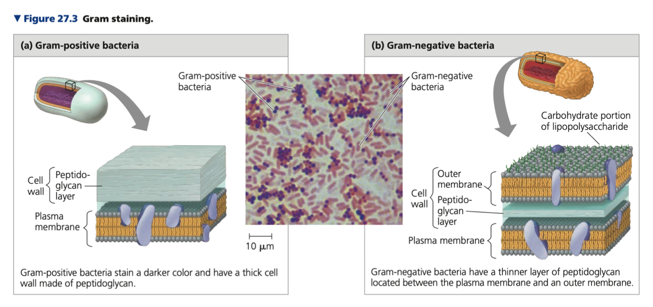 Gram stain
➔ Developed by 19th-century Danish physician ____ ________ ____
➔ Categorizes many bacterial species according to differences in cell wall __________