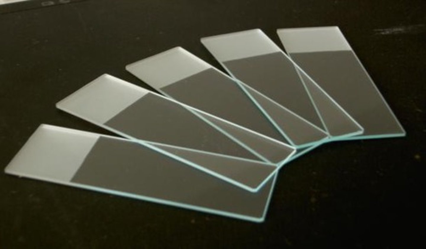 <p>A thin piece of glass that holds biological specimens to be observed under a microscope</p>