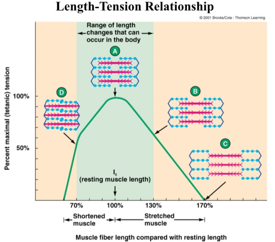 <ul><li><p>Regulated extrinsically by neural control from the sympathetic nervous system and intrinsically by the volume of venous blood returning to the heart. </p></li><li><p>Both factors increase stroke volume by increasing the strength of contraction of the heart</p></li></ul><p></p>