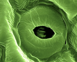 <p>dermal tissue; pair of curved cells that surround stomata; open and close stomata by contracting and expanding</p>