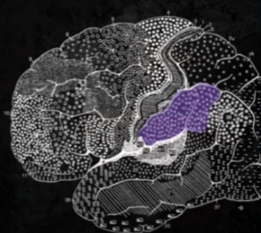 <p>CORTICAL STRUCTURES OF THE BRAIN: PARIETAL: Helps in the organization of auditory image of the word in the brain, Creates a representation/tells us how the word “sounds”</p>