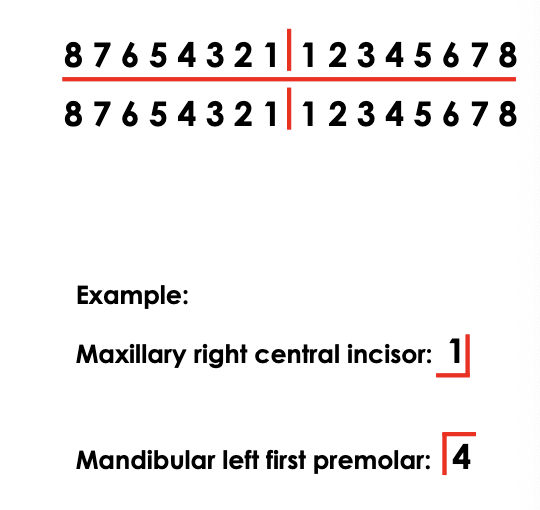 <p>quadrants (right angle) and #1-8 per quadrant. <br><br>the most medial/anterior is #1 for each quadrant</p>