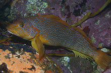 * females golden speckled with yellow fins
* males have large blue spots, olive tinged with black & blue highlights