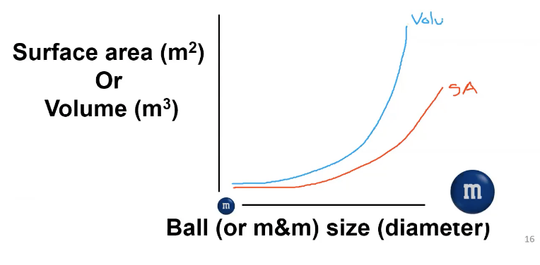 <p>Both SA and V increase as the Mnm/animal gets bigger but at diff rates…volume  increases quicker</p>
