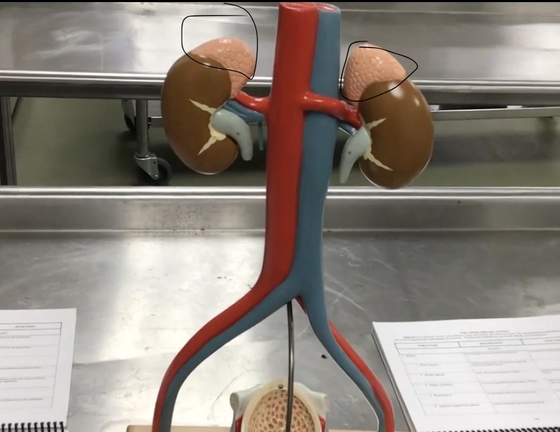 <p>Description: Paired, pyramidal shaped endocrine glands</p><p>Function: Secretes hormones (corticosteroids and androgen) and catecholamine’s (epinephrine and norepinephrine)</p>