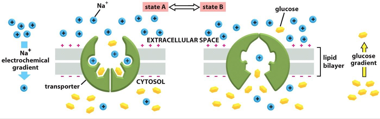 <ul><li><p>The transfer of two solutes allows the coupled transporters to harvest energy stored in the electrochemical gradient </p><ul><li><p>The free energy released during the movement of an  organic ion down an electrochemical gradient is used to pump other solutes uphill against their gradient</p></li></ul></li></ul><p></p>