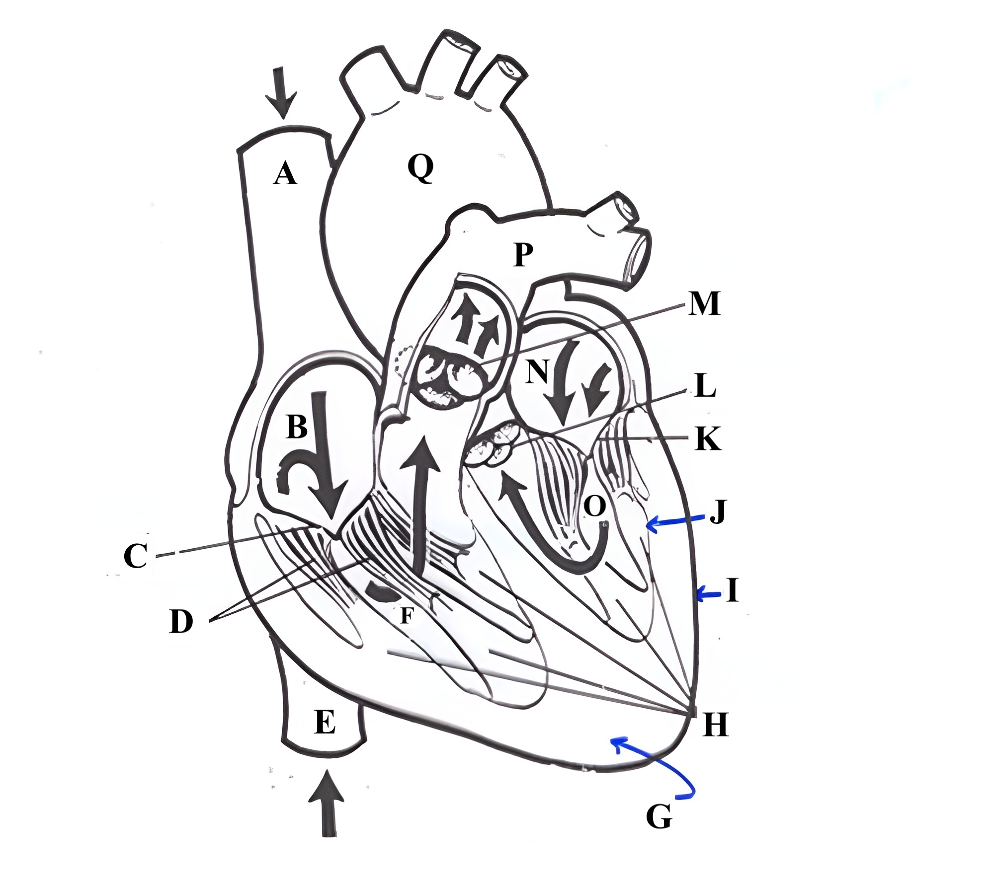 <p>Structure Q is the ________ .</p>