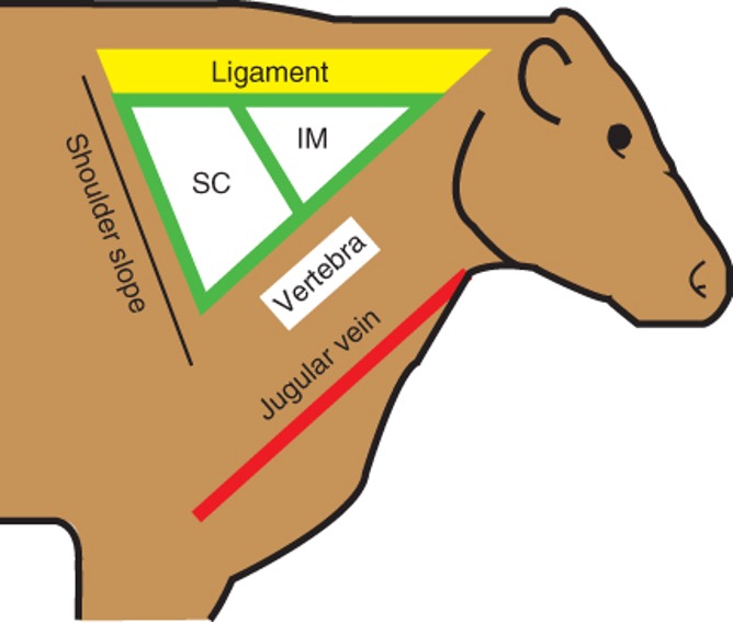 <ul><li><p><span>hands width ventral to nuchal ligament</span></p></li><li><p><span>hands width cranial to cranial border of scapula</span></p></li><li><p><span>hands width dorsal to cervical vertebrae</span></p></li></ul><p></p>