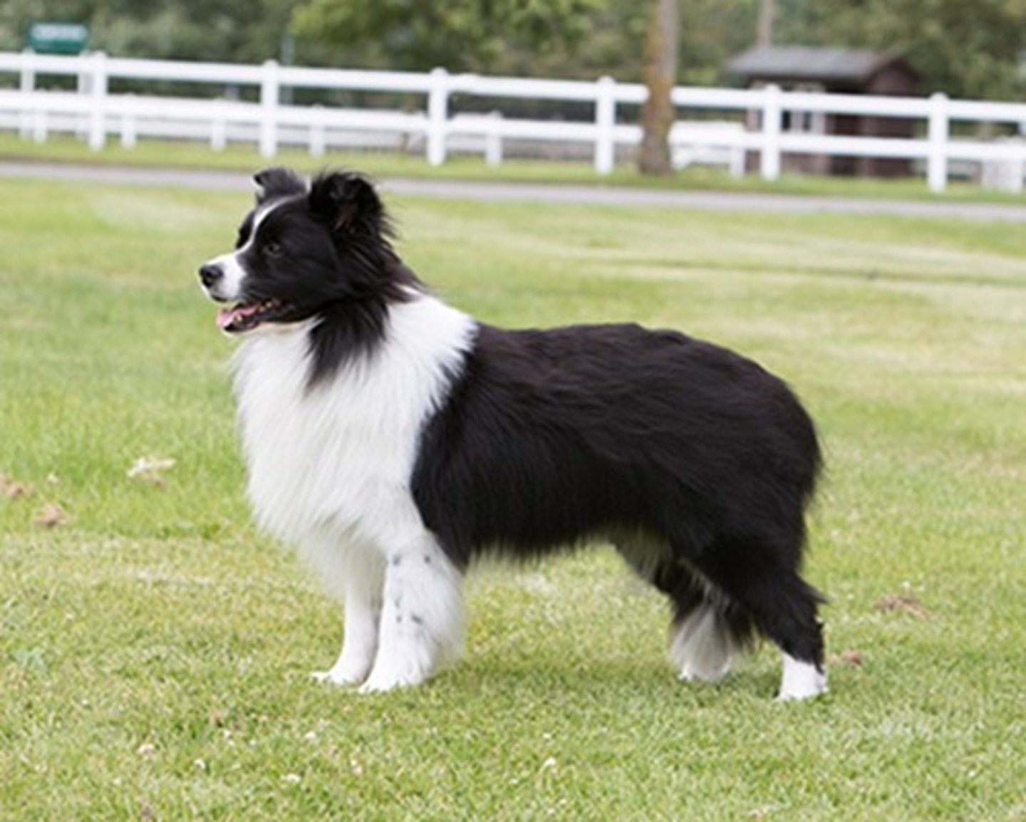 <p>What is this breed? What is it's AKC classification?</p>