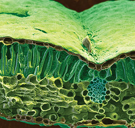 <ul><li><p>Epidermis </p></li><li><p>mesoophyll </p></li><li><p>vascular bundle </p></li><li><p>Epidermis </p><ul><li><p>stomata</p></li></ul></li></ul><p></p>