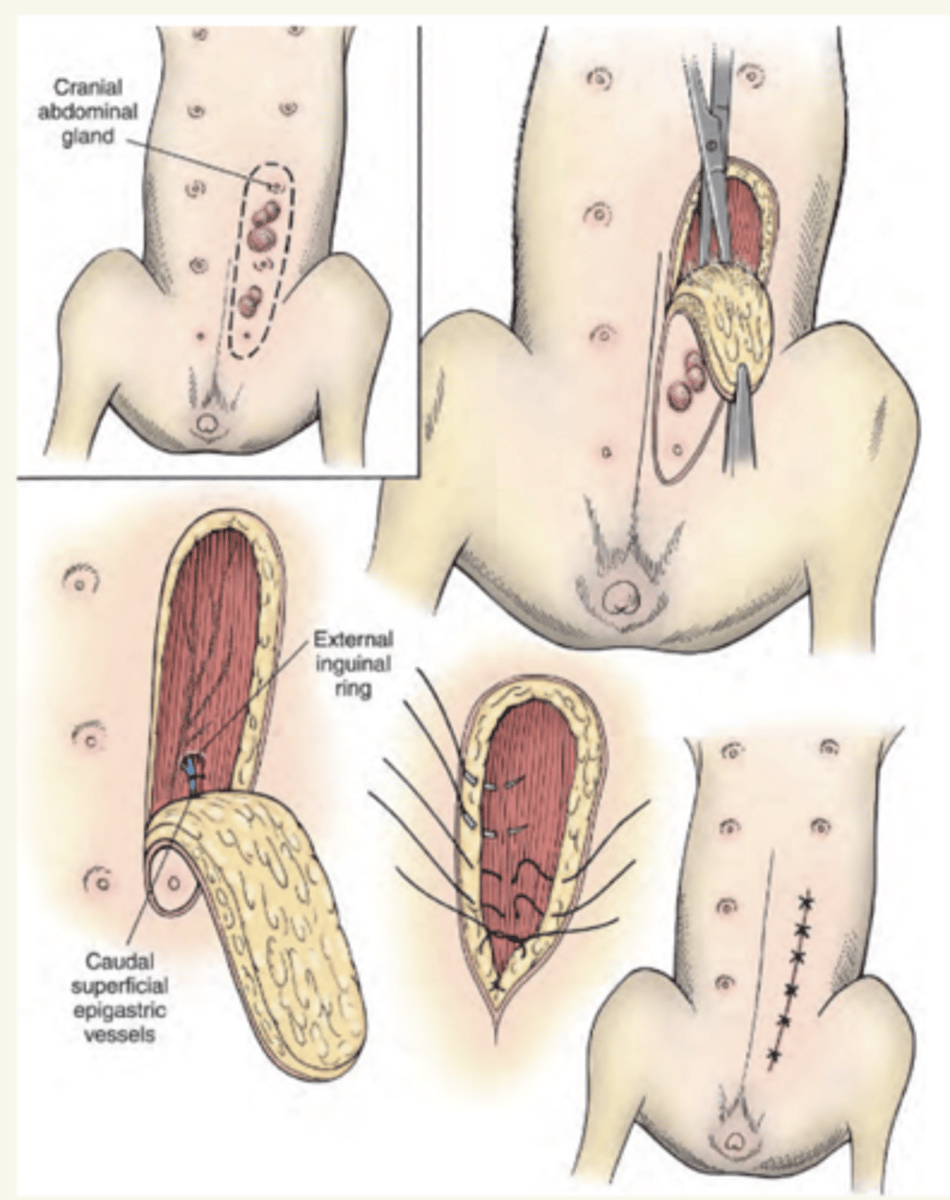 <p>decubito supino</p>