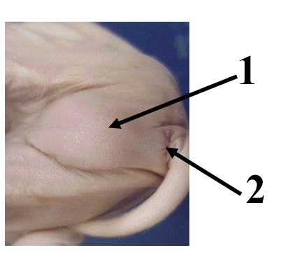 <p>Male or Female?</p>