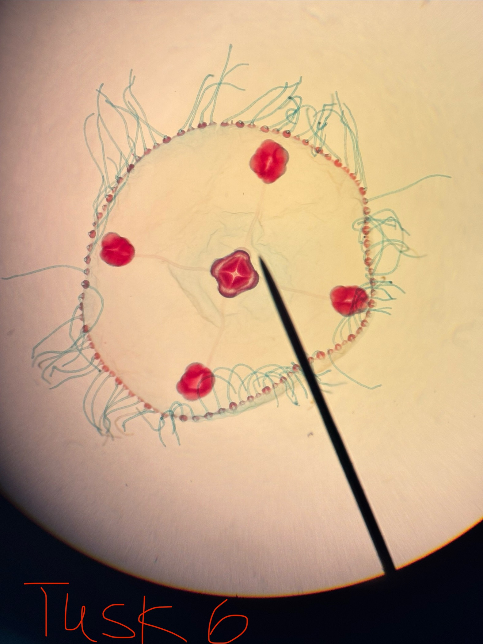 <p>The presence of a velum at the bottom of the exumbrella. ( makes it hole the umbrella shape)</p>