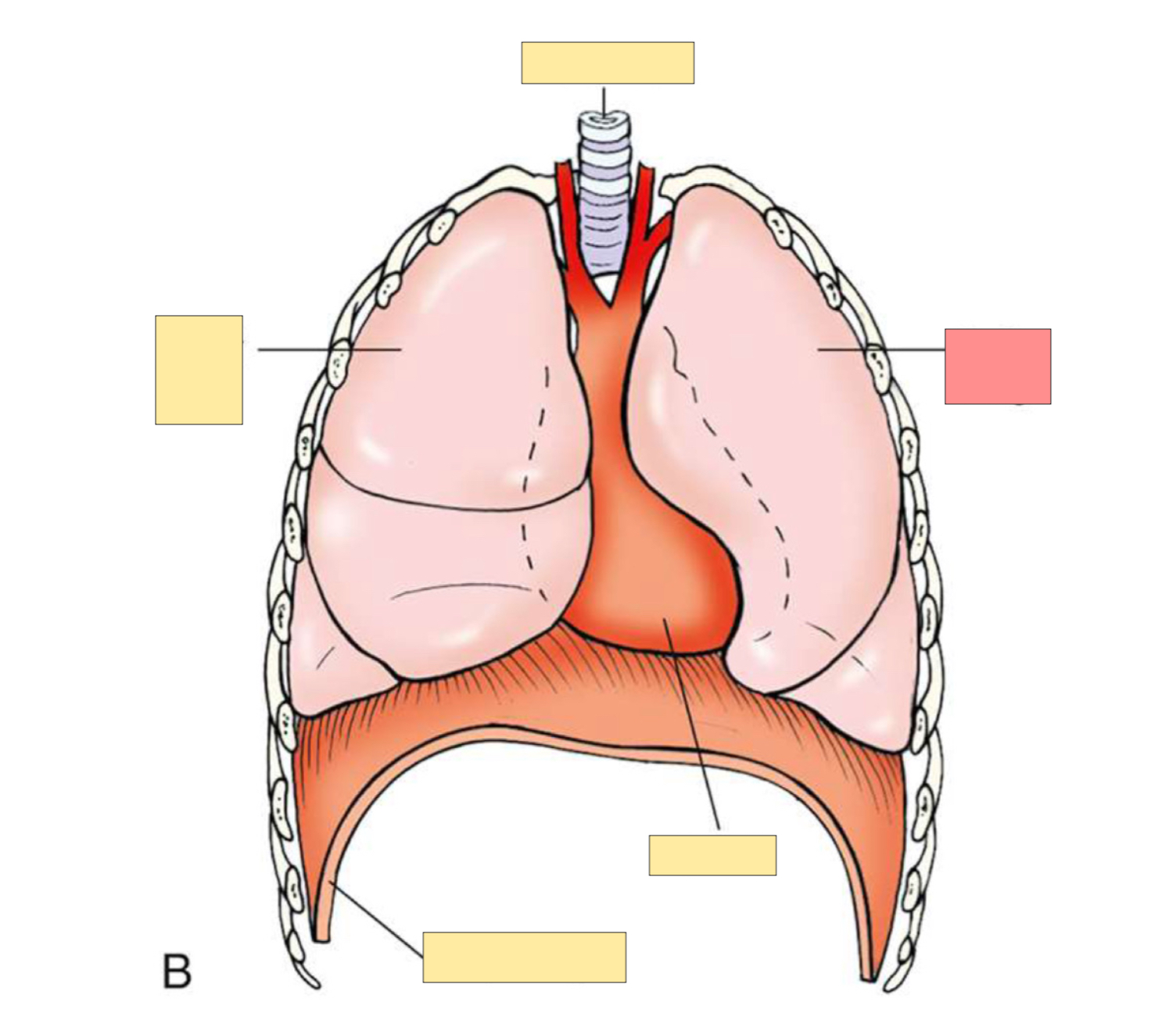 <p>What organ specifically is this? </p>