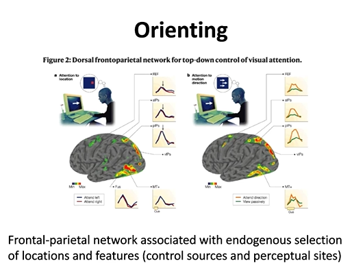 <p>- Frontal-parietal network associated with endogenous (top-down) selection of locations and features (control sources and perceptual sites) </p>
