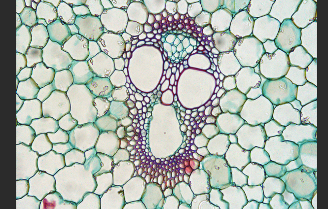 <ul><li><p>may contain two types of water transporting cells- tracheids and vessel elements. Both cell types have thickened cell walls that have distinctive structural features</p></li><li><p>transports water and minerals upward </p></li></ul><p></p>