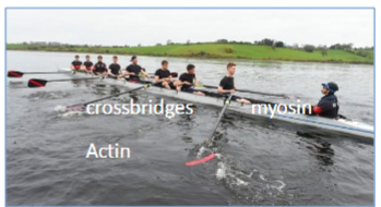 <p><span>like oars knifing through water, but do not move synchronously</span></p>