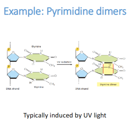 <p><strong>Wat gebeurt er:</strong></p><ul><li><p>UV-licht (zoals van zonlicht) veroorzaakt dat twee naburige thymine-basen (T-T) op dezelfde DNA-streng chemisch aan elkaar binden.</p></li><li><p>Dit vormt een covalente binding → een <em>thymine-dimeer</em>.</p></li><li><p>De structuur van het DNA vervormt en kan niet goed meer worden afgelezen.</p></li></ul><p><strong>Gevolg:</strong></p><ul><li><p>DNA-replicatie en transcriptie stokken op die plek.</p></li><li><p>Als het niet wordt</p></li></ul><p></p>