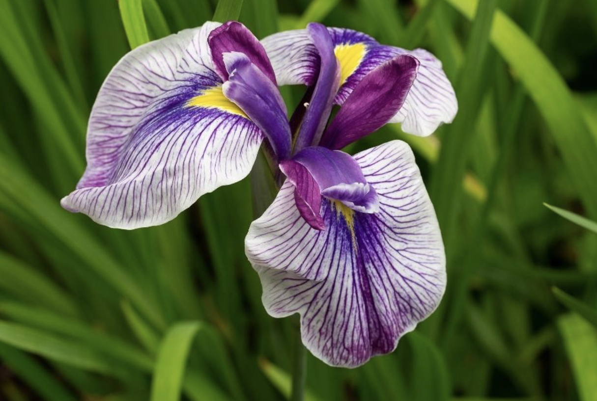 Flower 146 