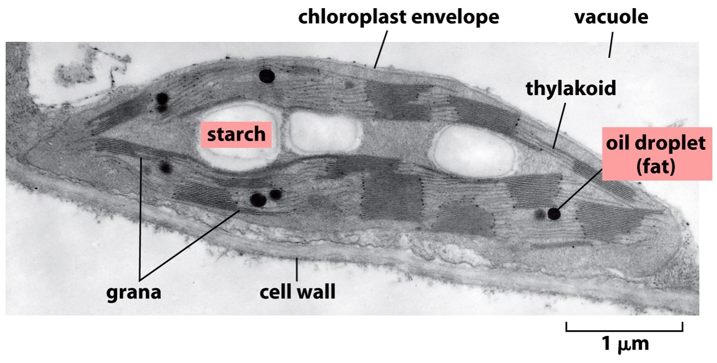 <p>Plant Cells </p>