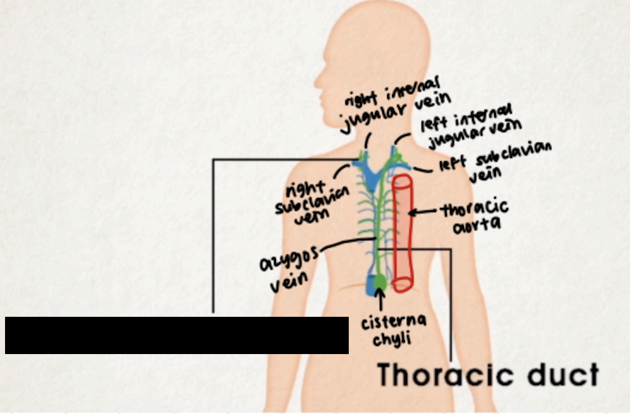 <ul><li><p>short duct (1 cm)</p></li><li><p>drains from right upper part of body</p></li><li><p>accounts for ÂĽ of lymph drainage</p></li></ul><p></p>