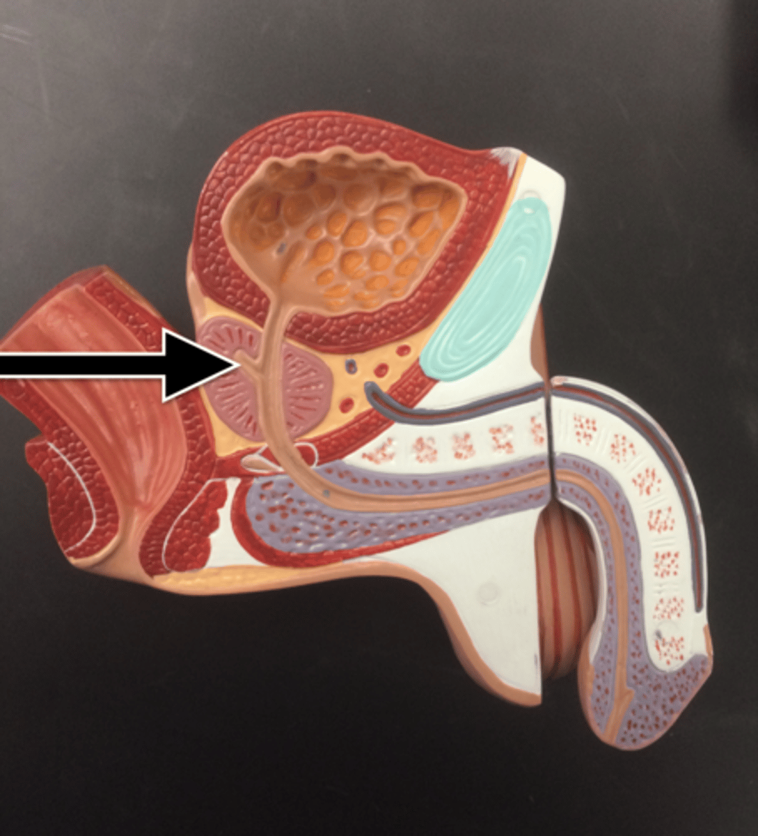 <p>Fx: area where sperm mixes with other components from seminole vesicle and prostate to form semen</p>
