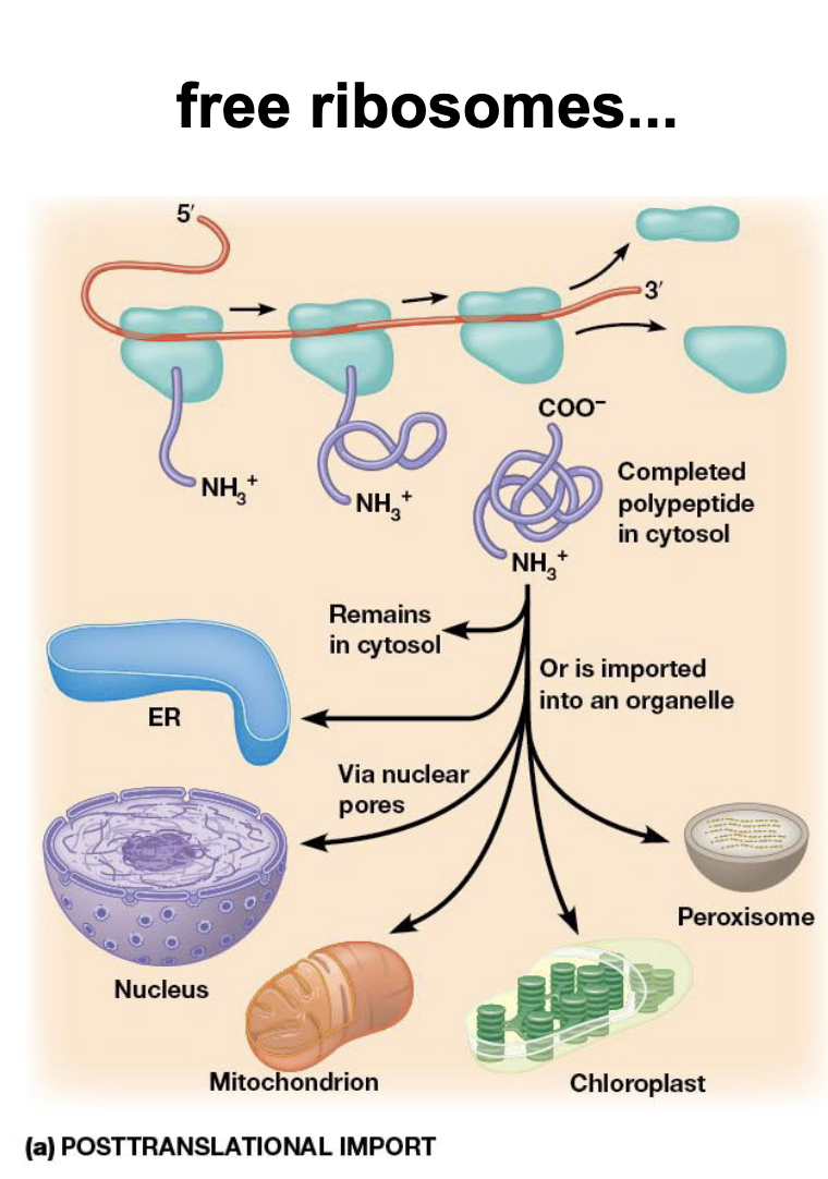 <ul><li><p>cytosol, ER, nucleus, mitochondrion, chloroplast, peroxisome</p><ul><li><p><span><span>proteins that will be used within the cell's cytosol, such as </span><strong><span>enzymes</span></strong><span> and </span><strong><span>proteins for structural purposes</span></strong></span></p></li></ul></li></ul><p></p>