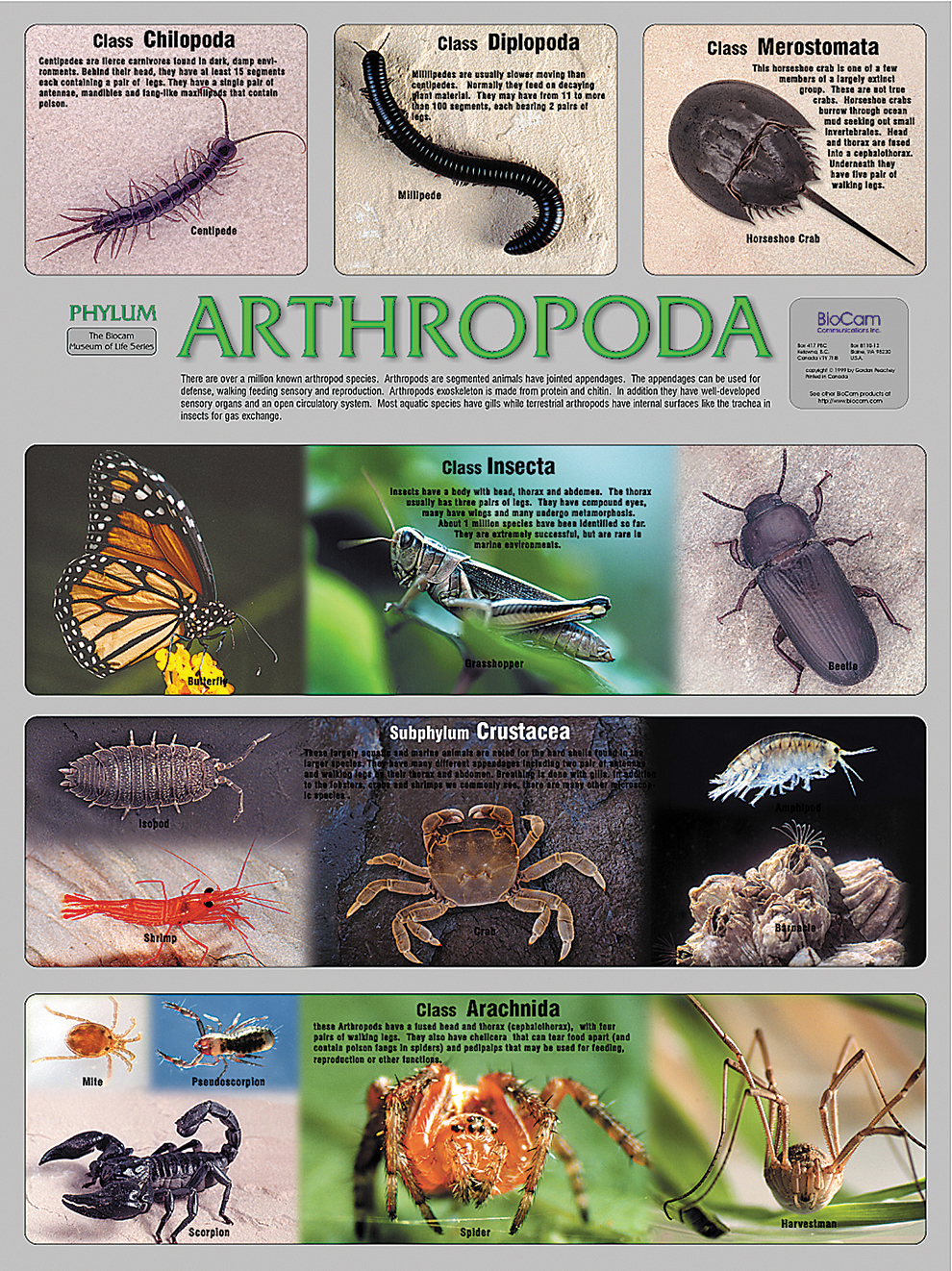 <p>Phylum Arthropoda (5 subphylum)</p>