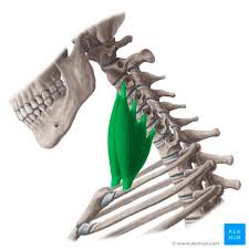 <p>What is this muscle </p>