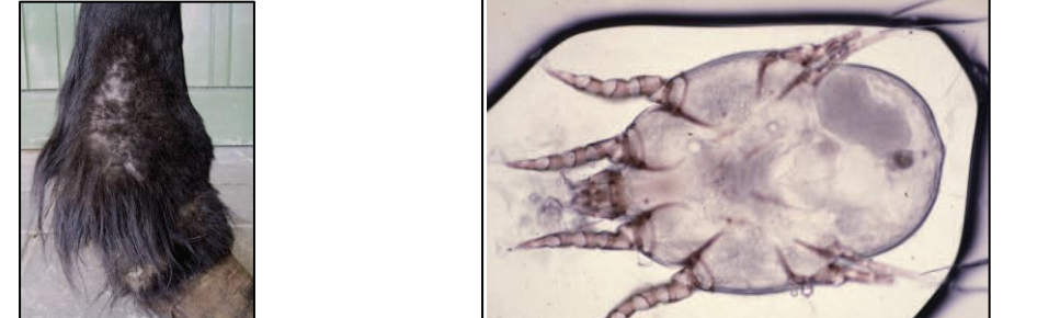 <p>What mite is known as the mange mite in horses, feeds on the skin debris, is commonly found in the distal limbs, and causes scaling and papules? It is most common in horses with feathered hair at the feet, and appears as pruritus, stamping/rubbing, is found in carrier horses and is spread by direct and/or indirect transmission.</p>
