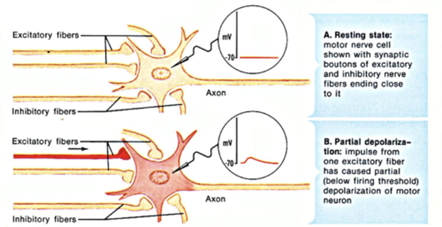 <p>A positive change in a neural membrane's voltage, which is excitatory and makes an action potential more likely to occur.</p>